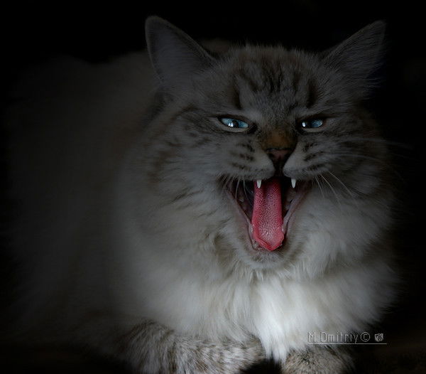 Людмила Вавилова