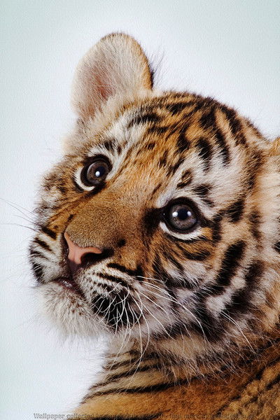 Вика Виктория