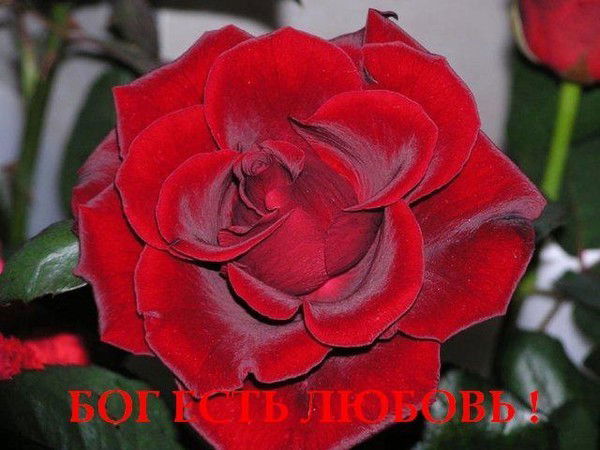 Мария Грондзовская