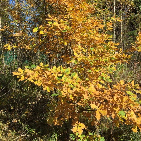 Валера Валера