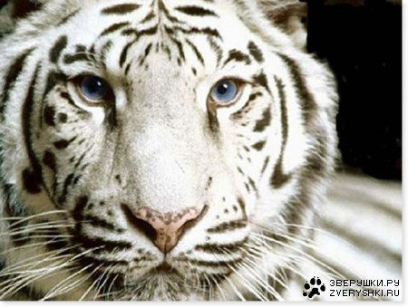 Eлена Маласкина