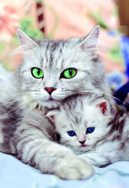 Ириса Семикина