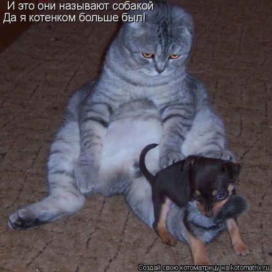 Дмитрий Строя