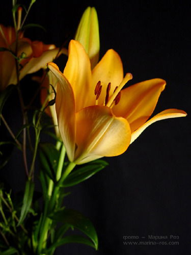 Анна Адилова