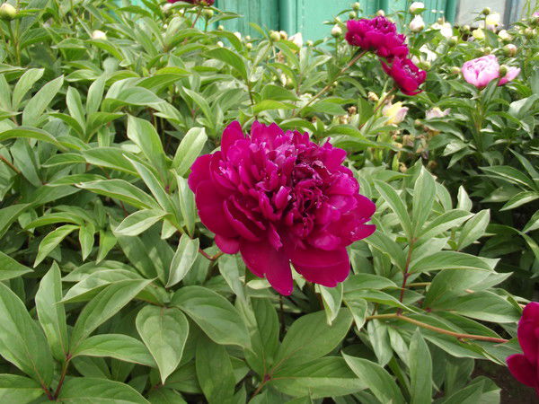 Людмила Лушникова