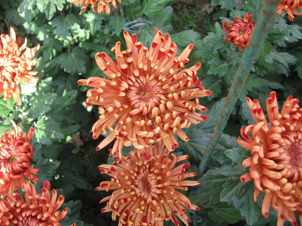 Наталья Лукасевич