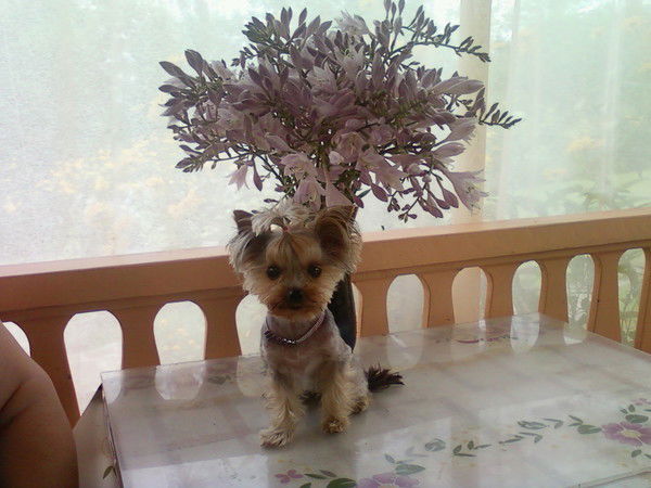 Галина Олешко