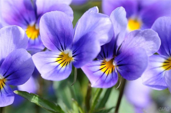 Раиса Каргаполова