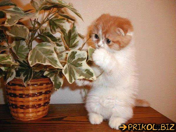 Юлия Сергеева