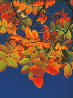 Баинжаргал Дондоков