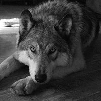 Владимир Шмаков