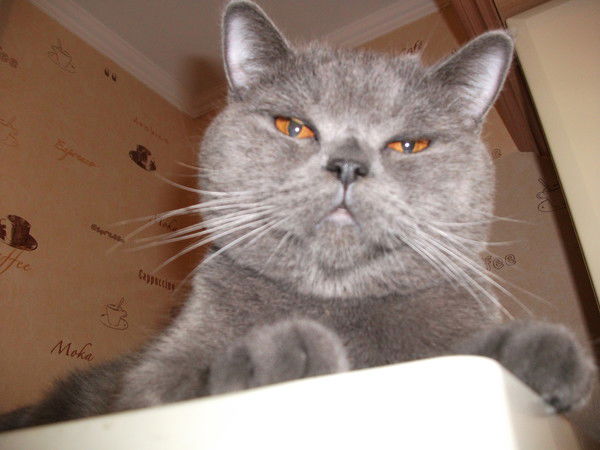 Елена Неронова