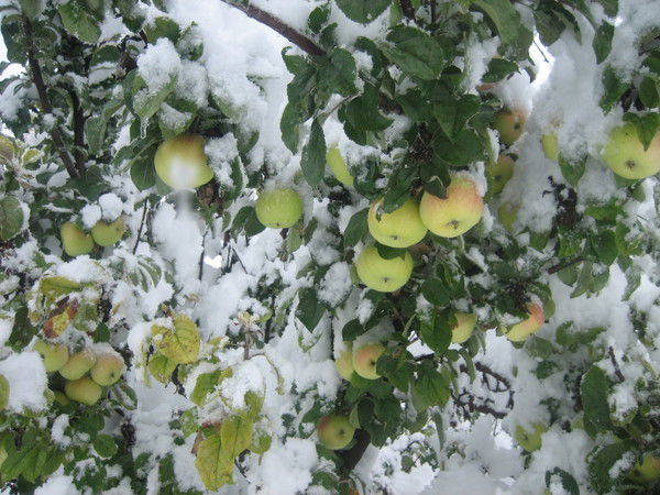 Nuhkadi Bakhmudkadiev