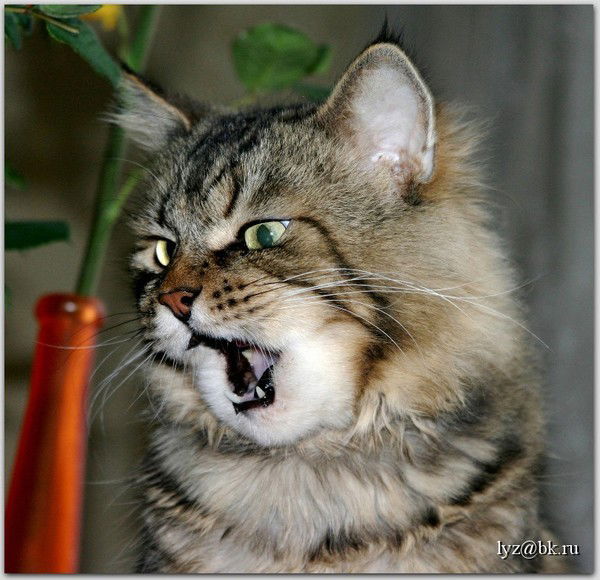 Татьяна Ильичева