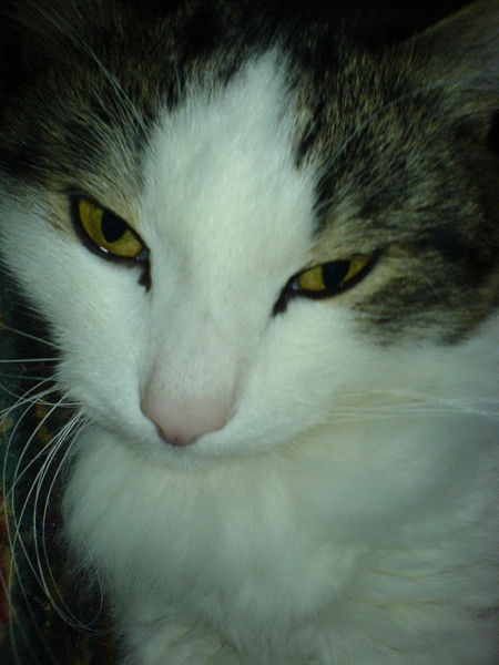 Дмитрий Сергеевич