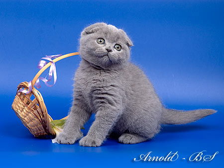 Ольга Черных