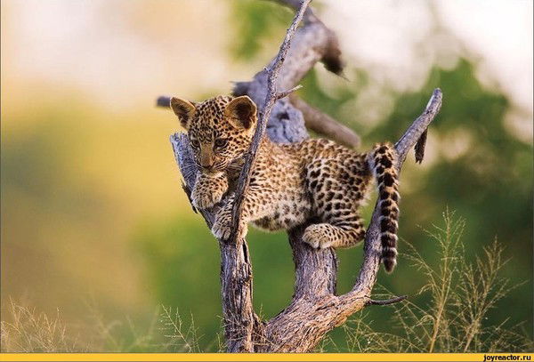 Мария Артамонова