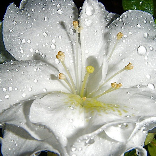 Гульнур Мухамеджанова