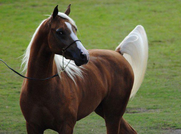 Лейля Чотчаева