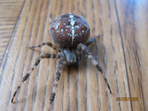 Олег Герасюто