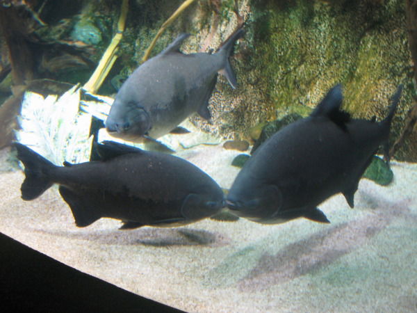 Ольга Бондарева