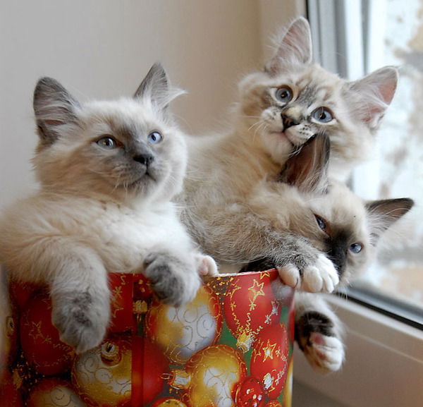 Вера Овчаренко