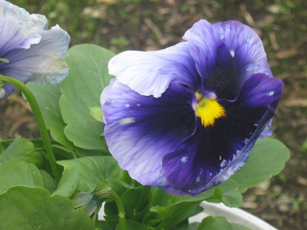 Валентина Яковлева