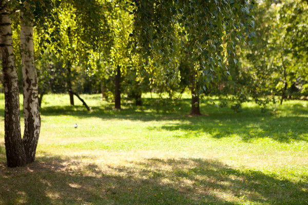 Елена Бондарева