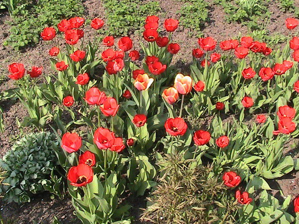 Светлана Шубная