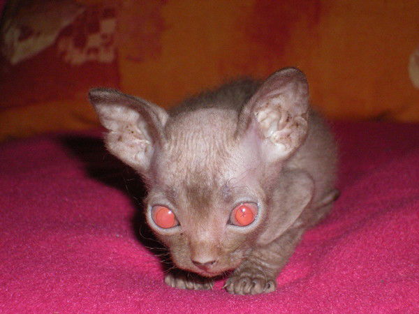 Евгений Бошко