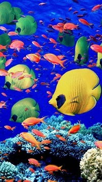 Александр Руденко