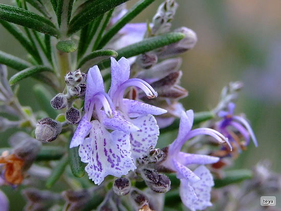 Ольга Лопатина