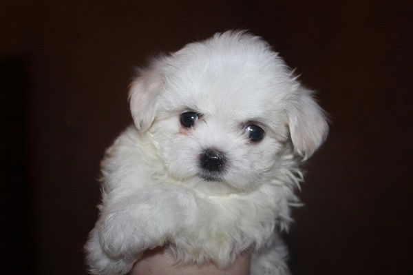 Валентина Артемьева