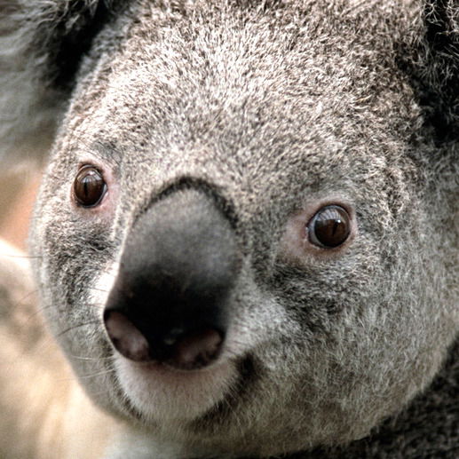 Аяна Монгуш