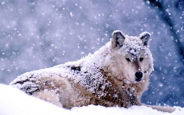 Александр Волков