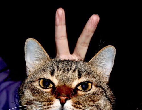 Елена Денисова