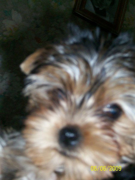 Лариса Антонова