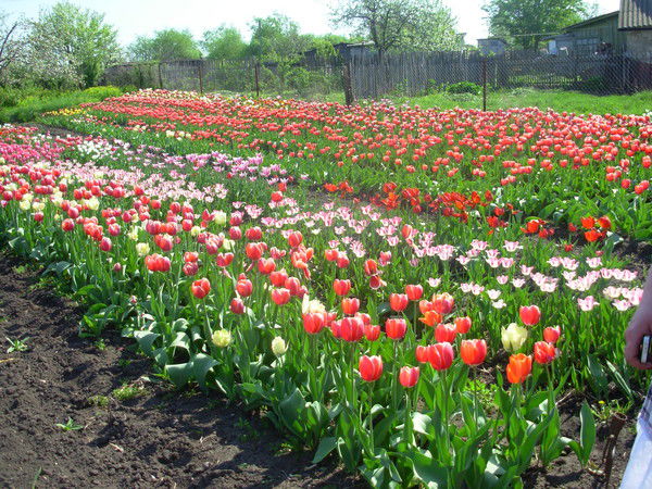 Николай Черницов