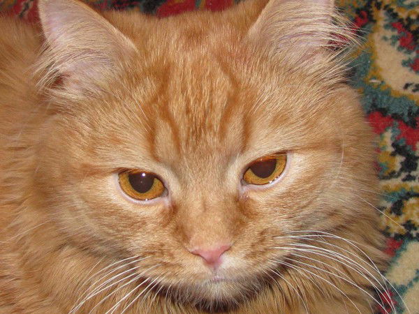 Ирина Воржева