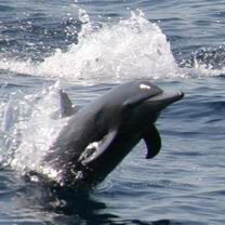 Сергей Куликов