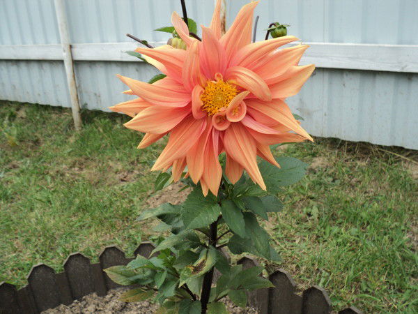 Юлия Казакова