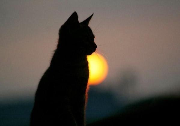 Василий Выверцев