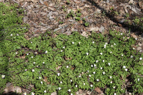 Надежда Василькова