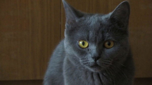 Ольга Кириллова