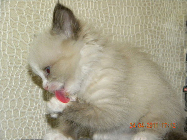 Ирина Мезенцева