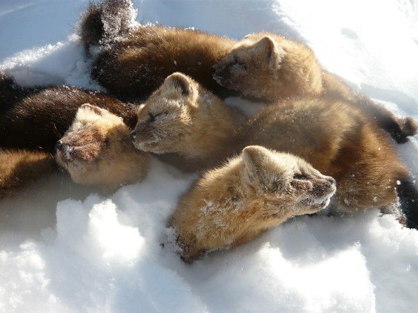 Владимир Морев