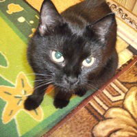 Елена Фоменко