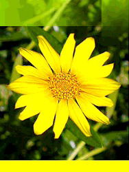 Костя Зиновьев