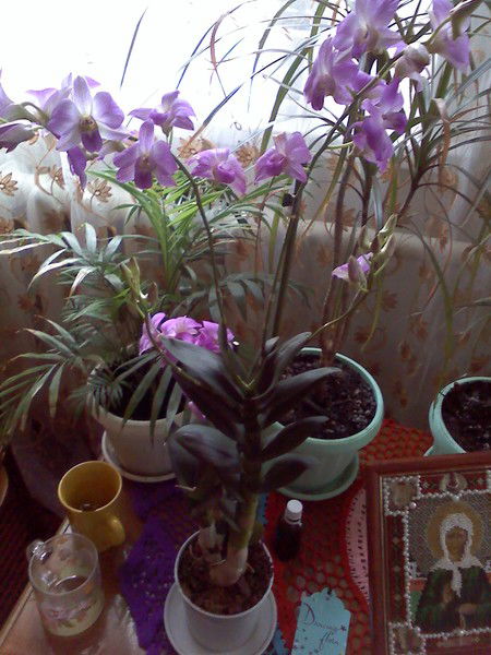 Надежда Довбыш