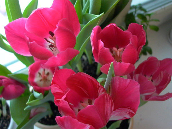 Елена Мостовщикова